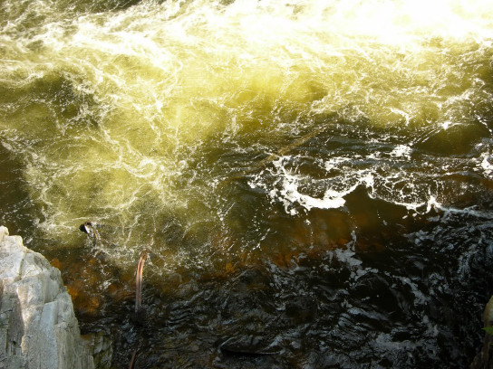 Steel in Eddy below last Rapid