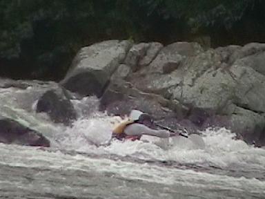Mike D runs beside the large river left boulder at McCoy Falls, VA