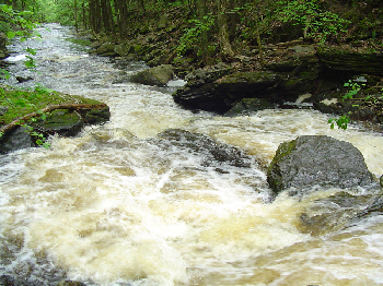 Sieve Rapid