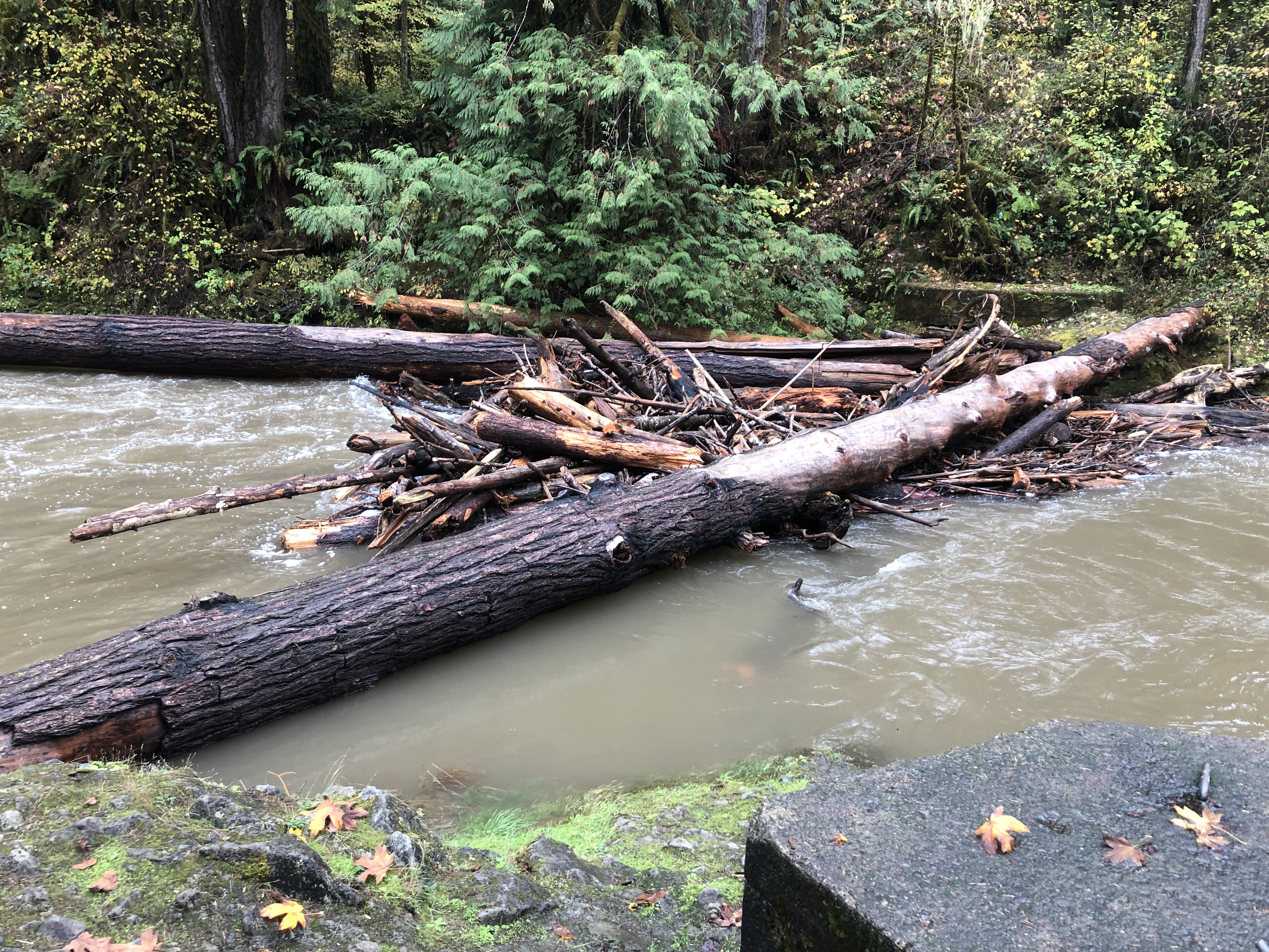Log Jam / Portage