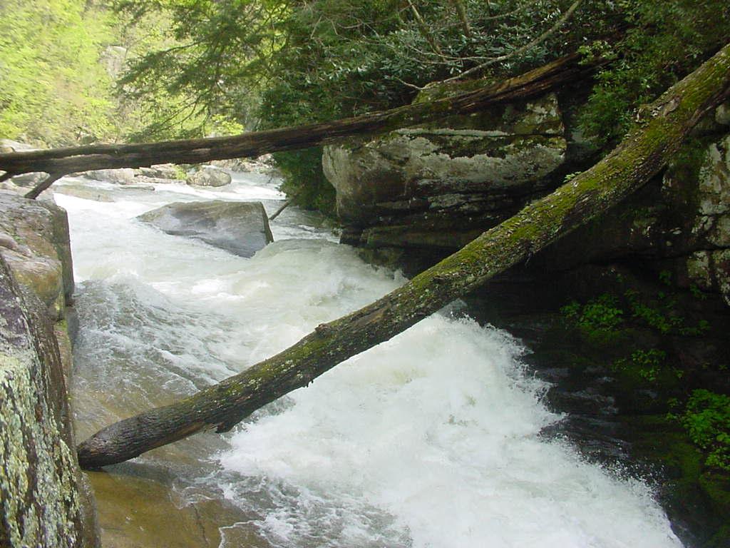 Logs below Gorilla