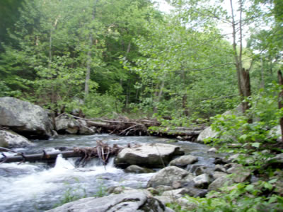 Strainer on Gooney Run Virginia