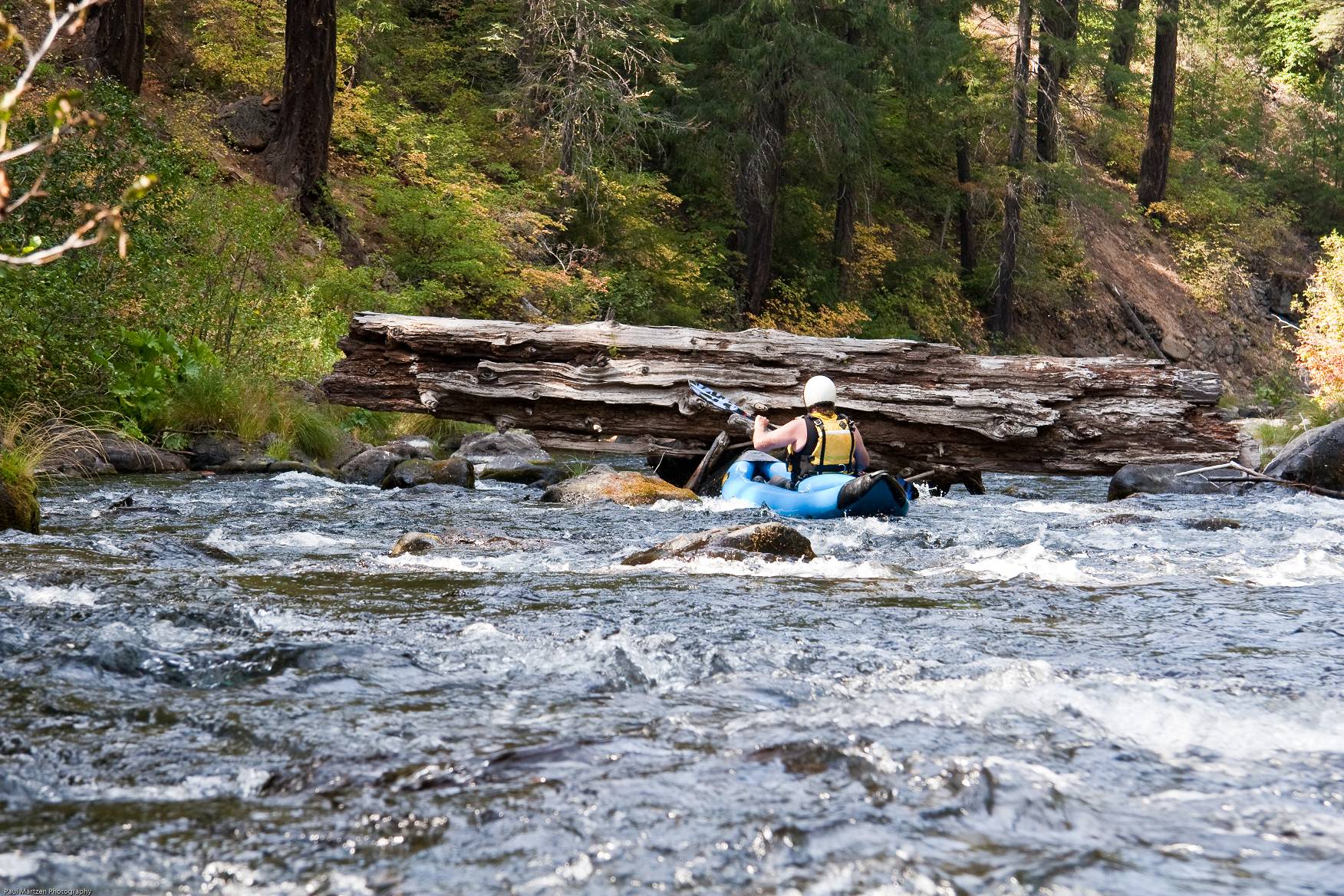 Log below Little Springs