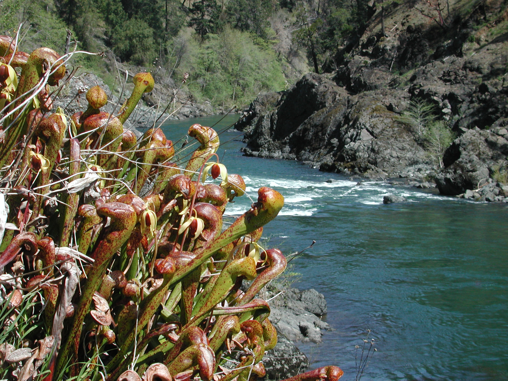 Pitcher Plants