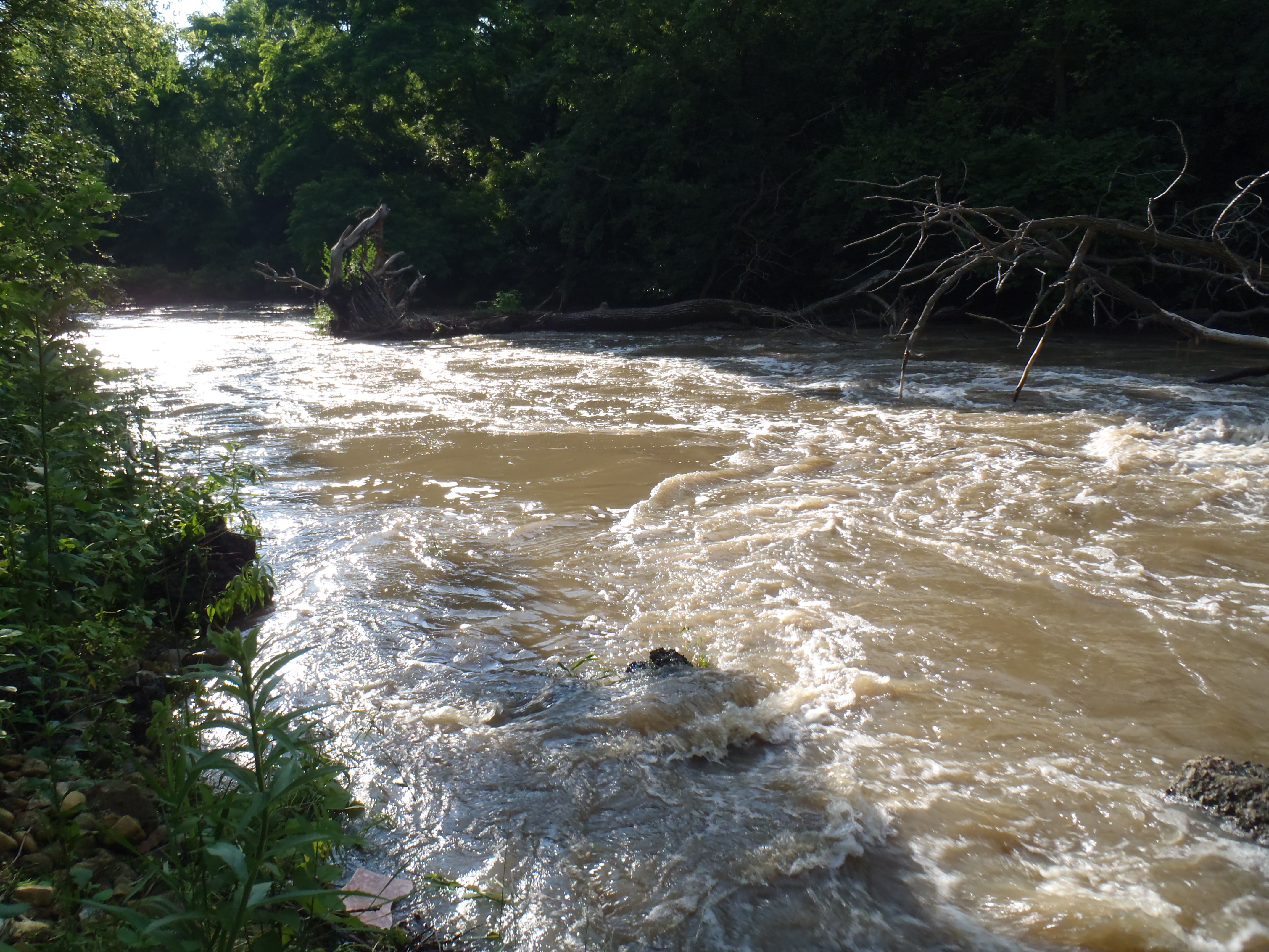 strainer upstream off washington st ~1300cfs, 6/24/10