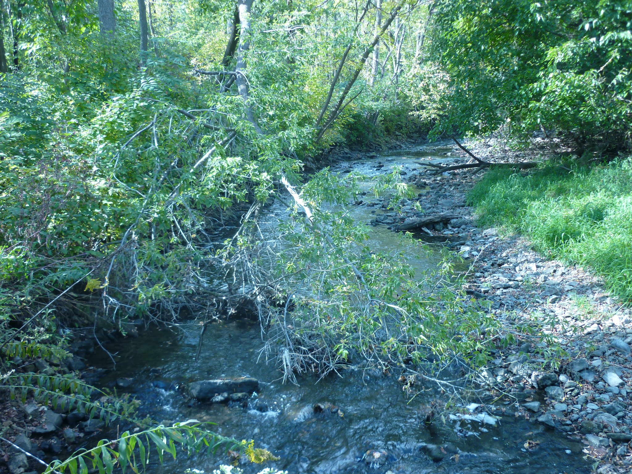 Typical problem with trees in stream