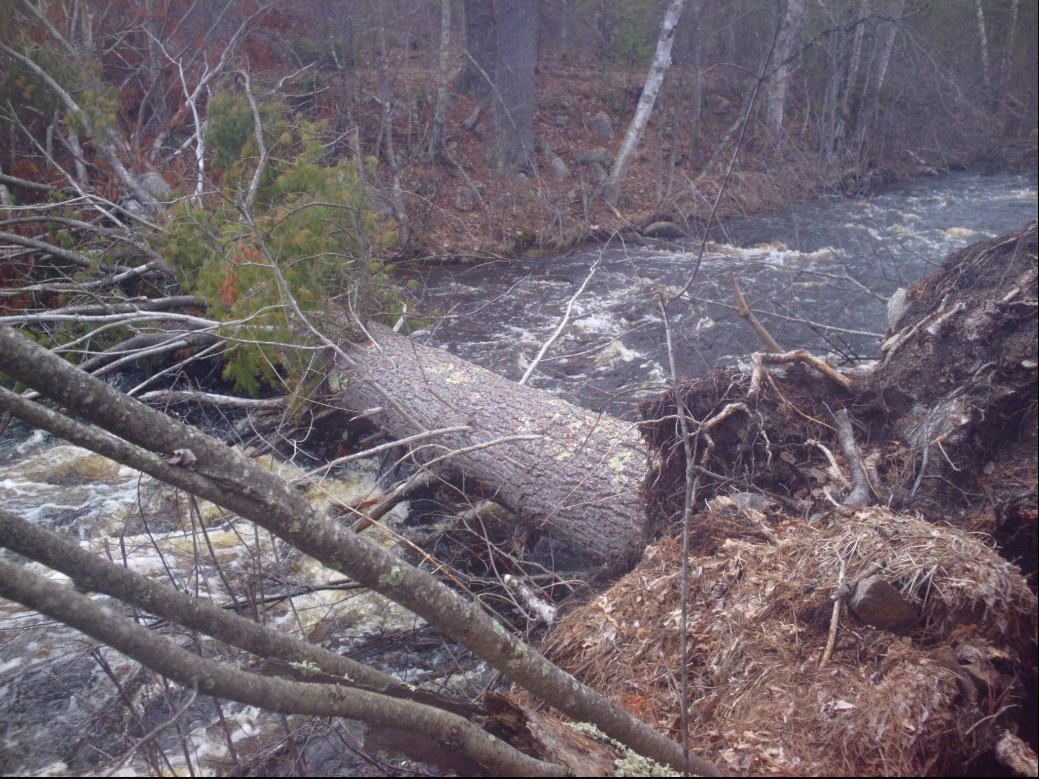 Deadfall in minor boulderbed