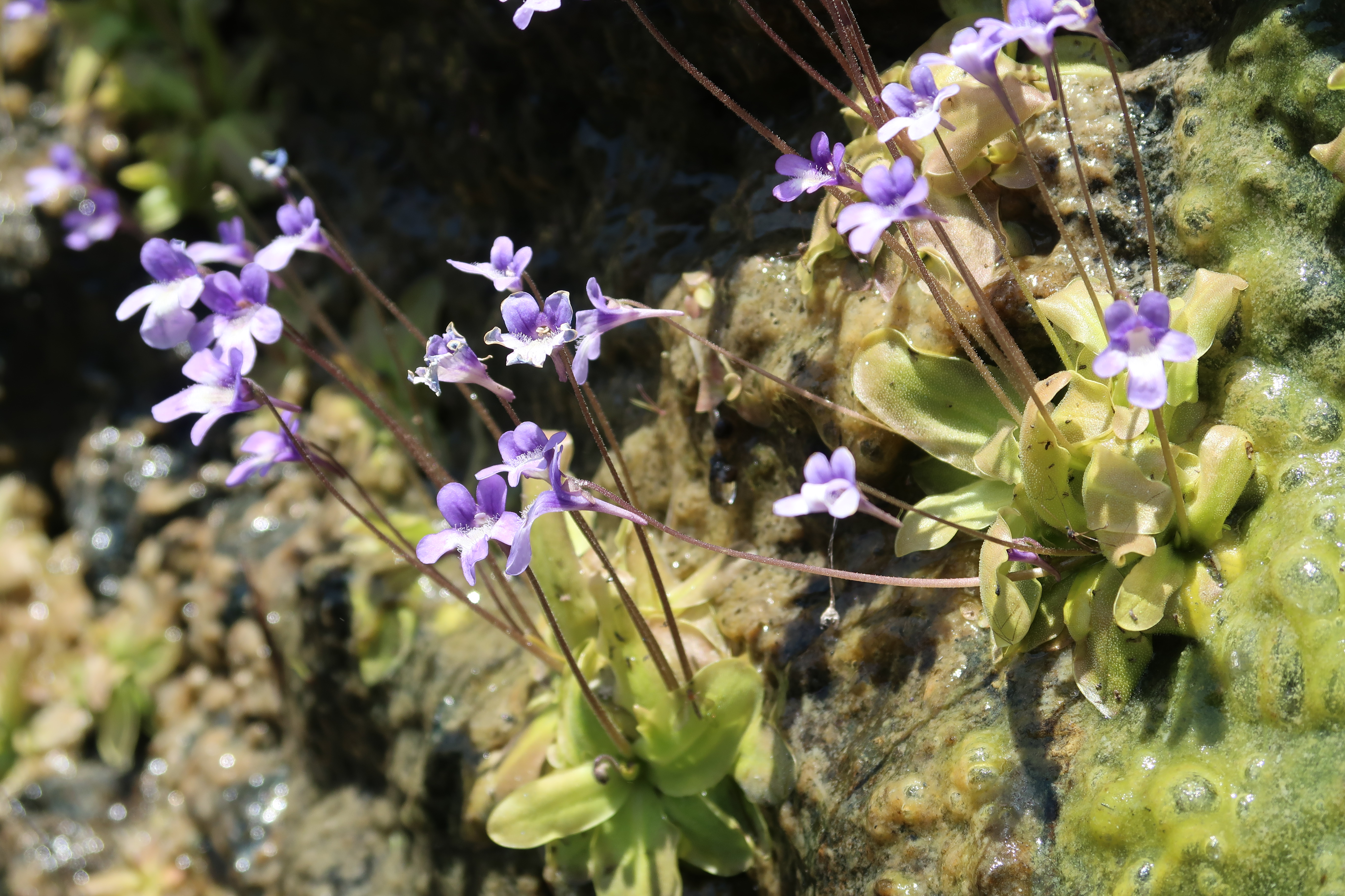 Horned Butterwort