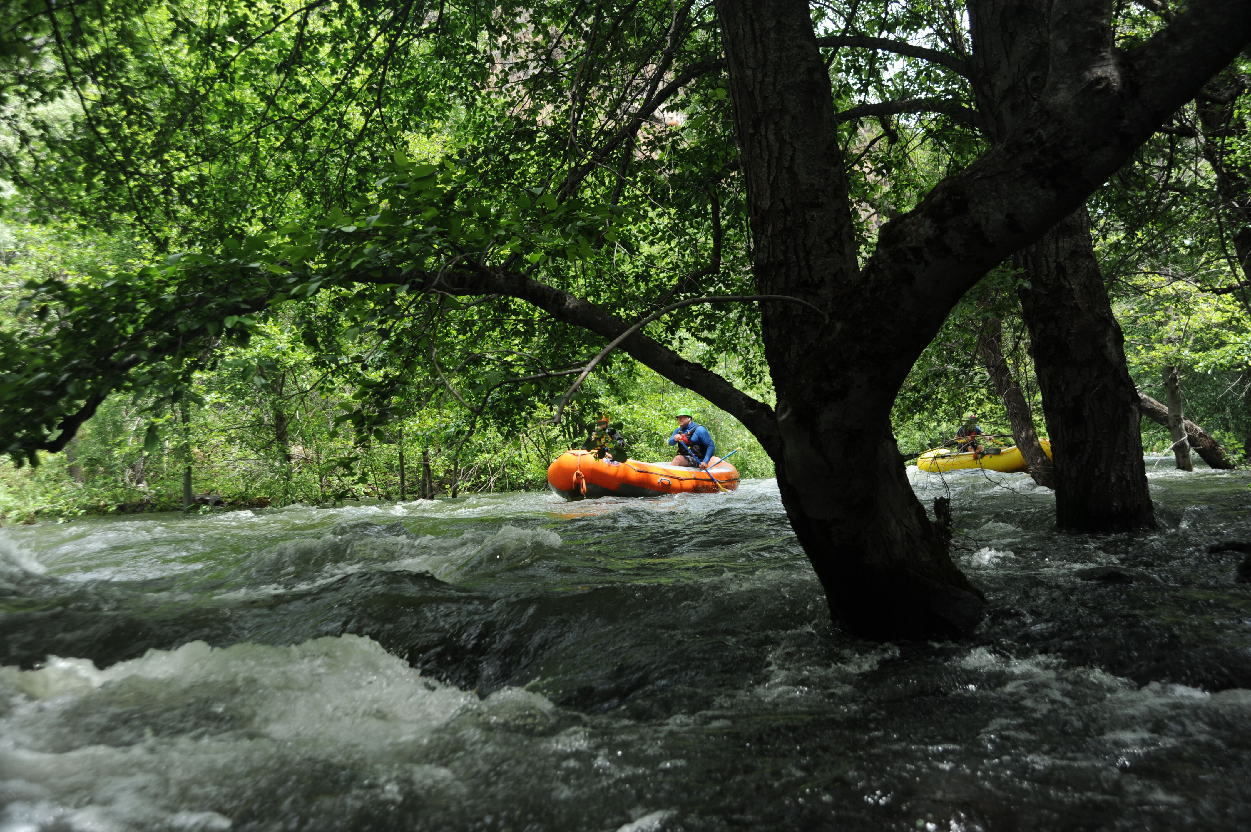 Rafting Through the Forest