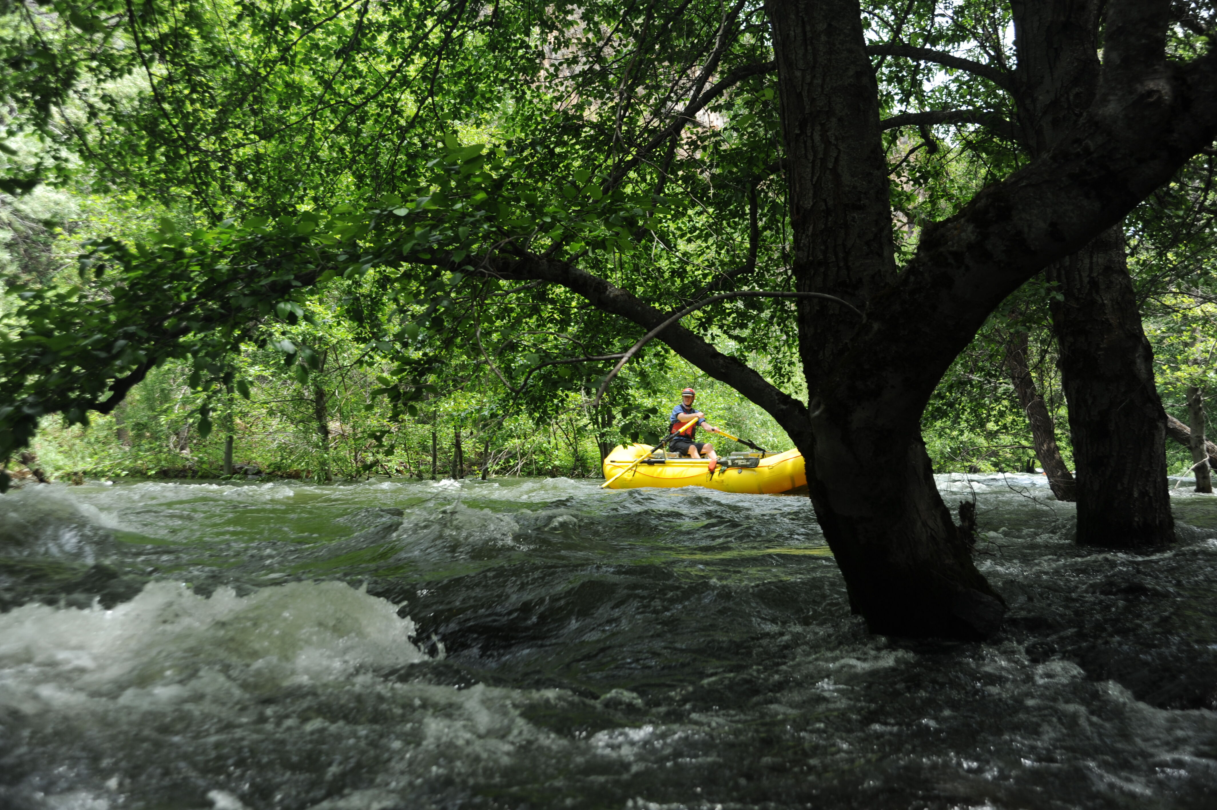 Rafting Through the Forest