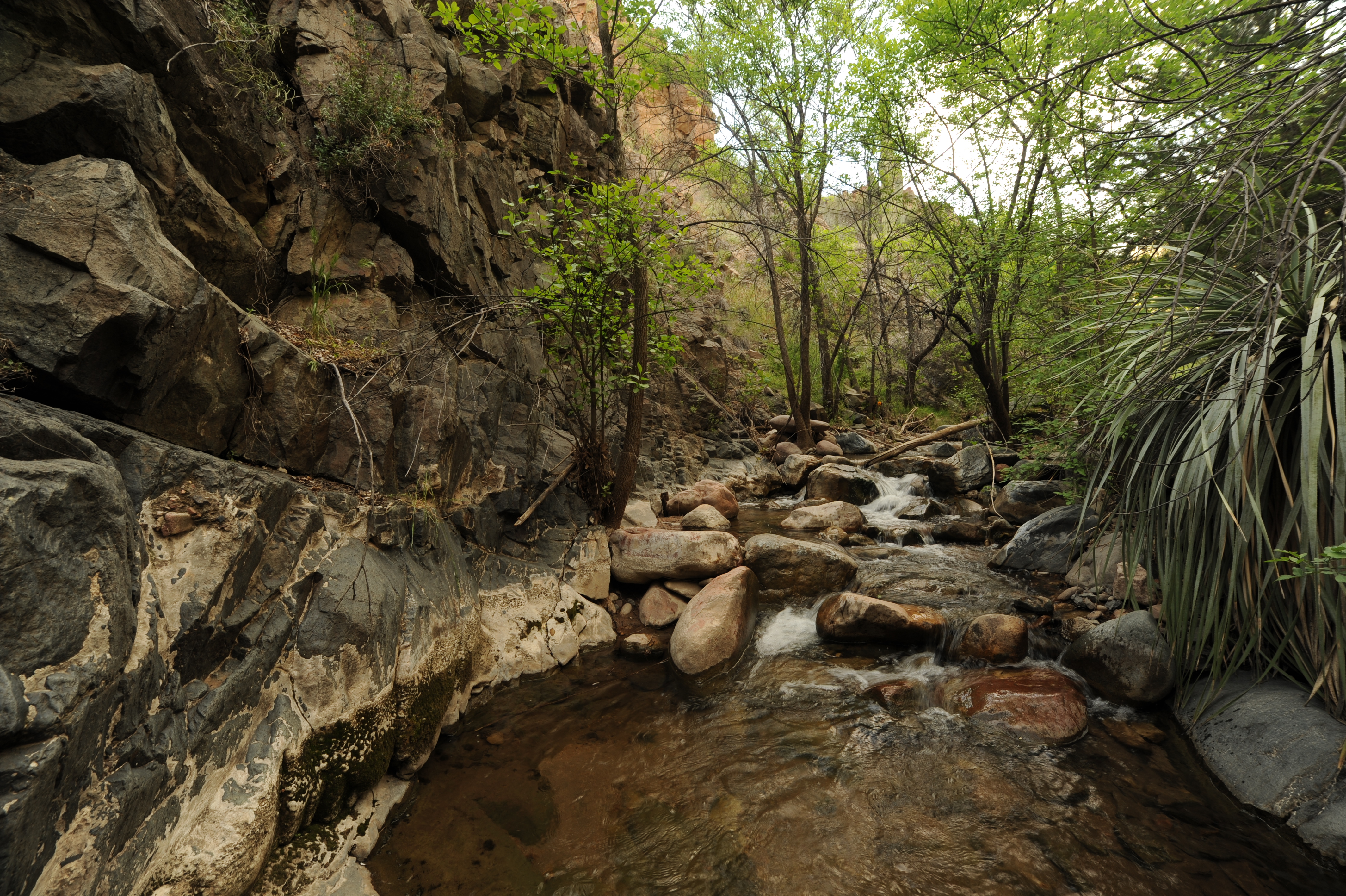 Coon Creek