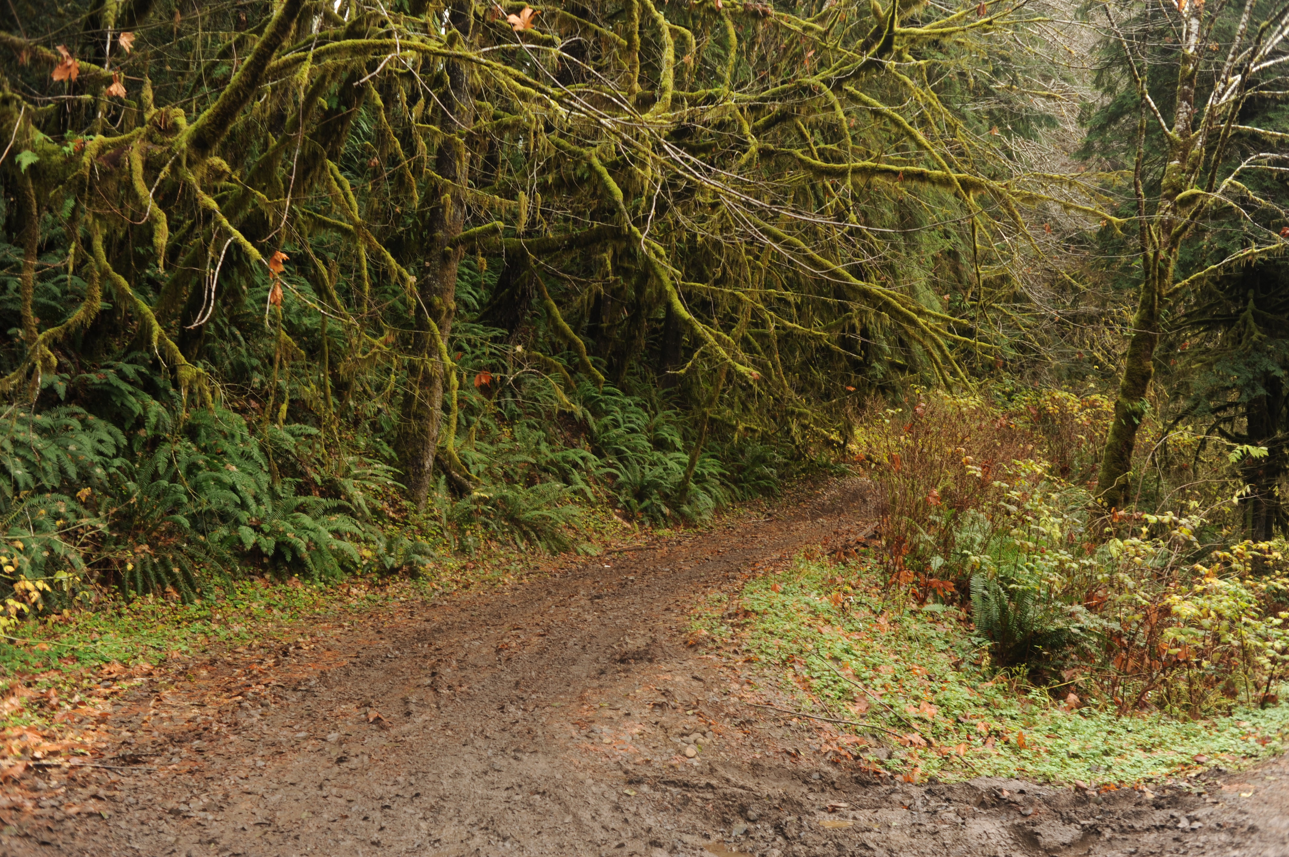 Forest Road 2900-030 Put-In