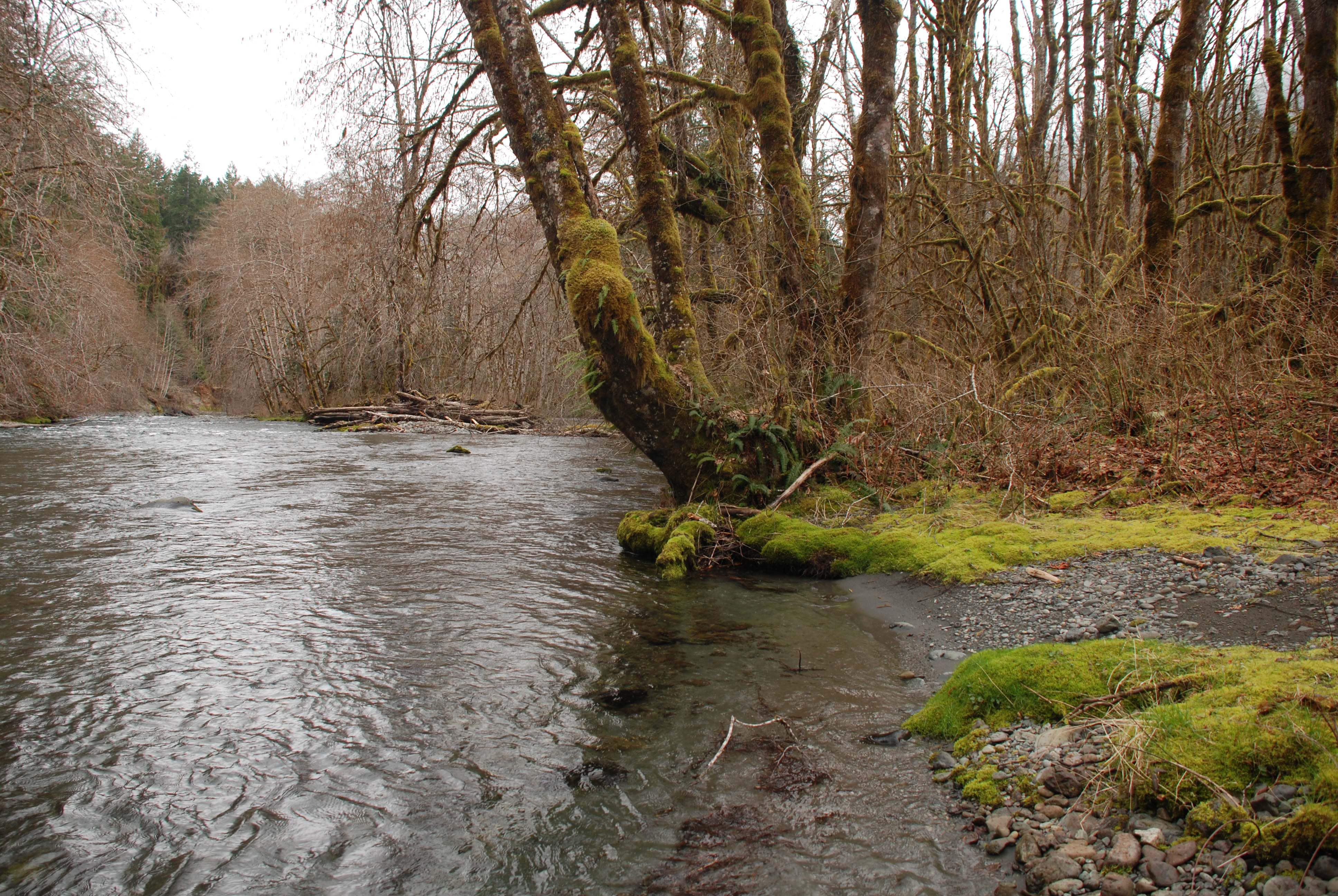 Downstream of Six Mile Bridge Put-In