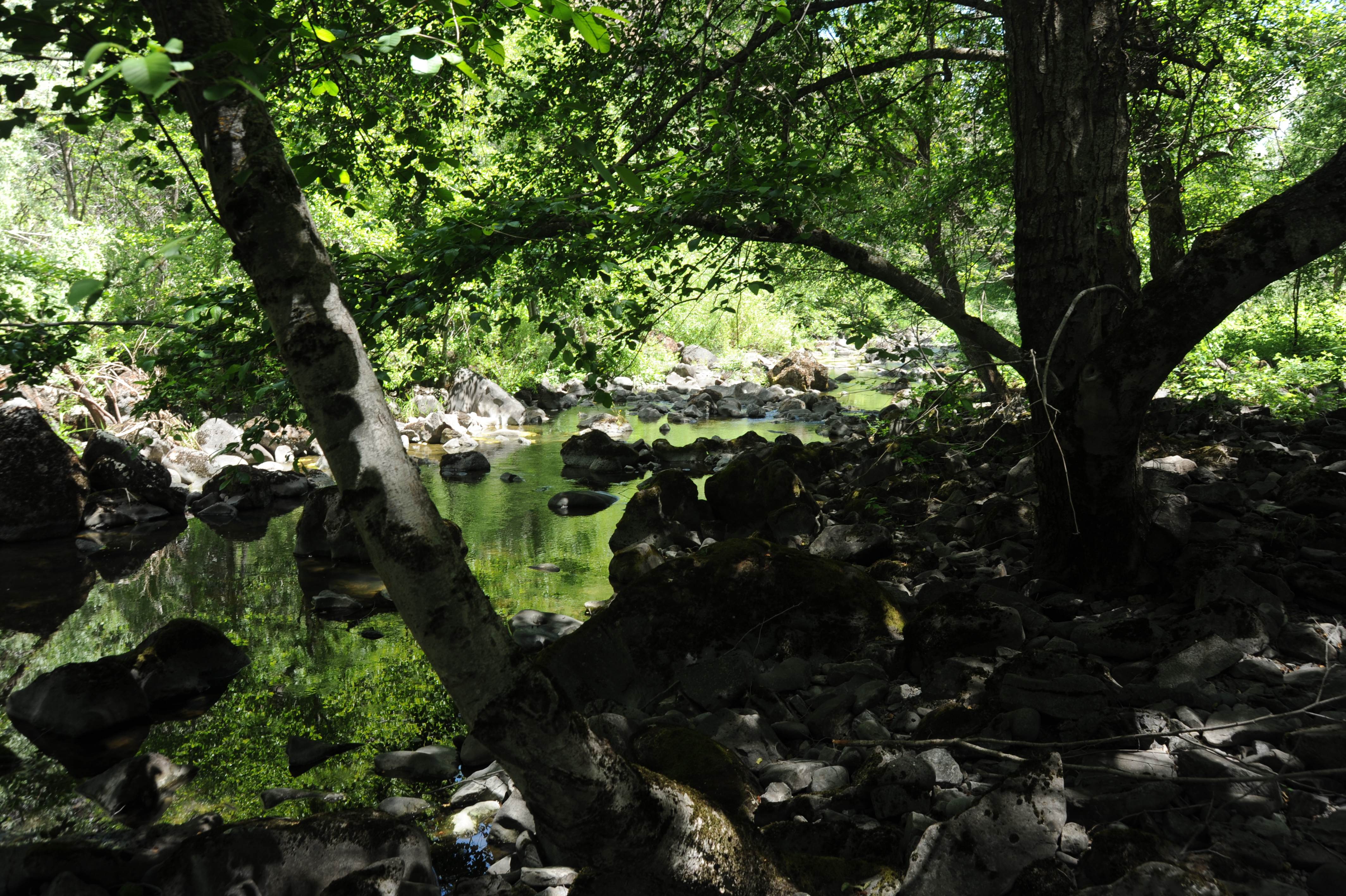 Trees in the Channel