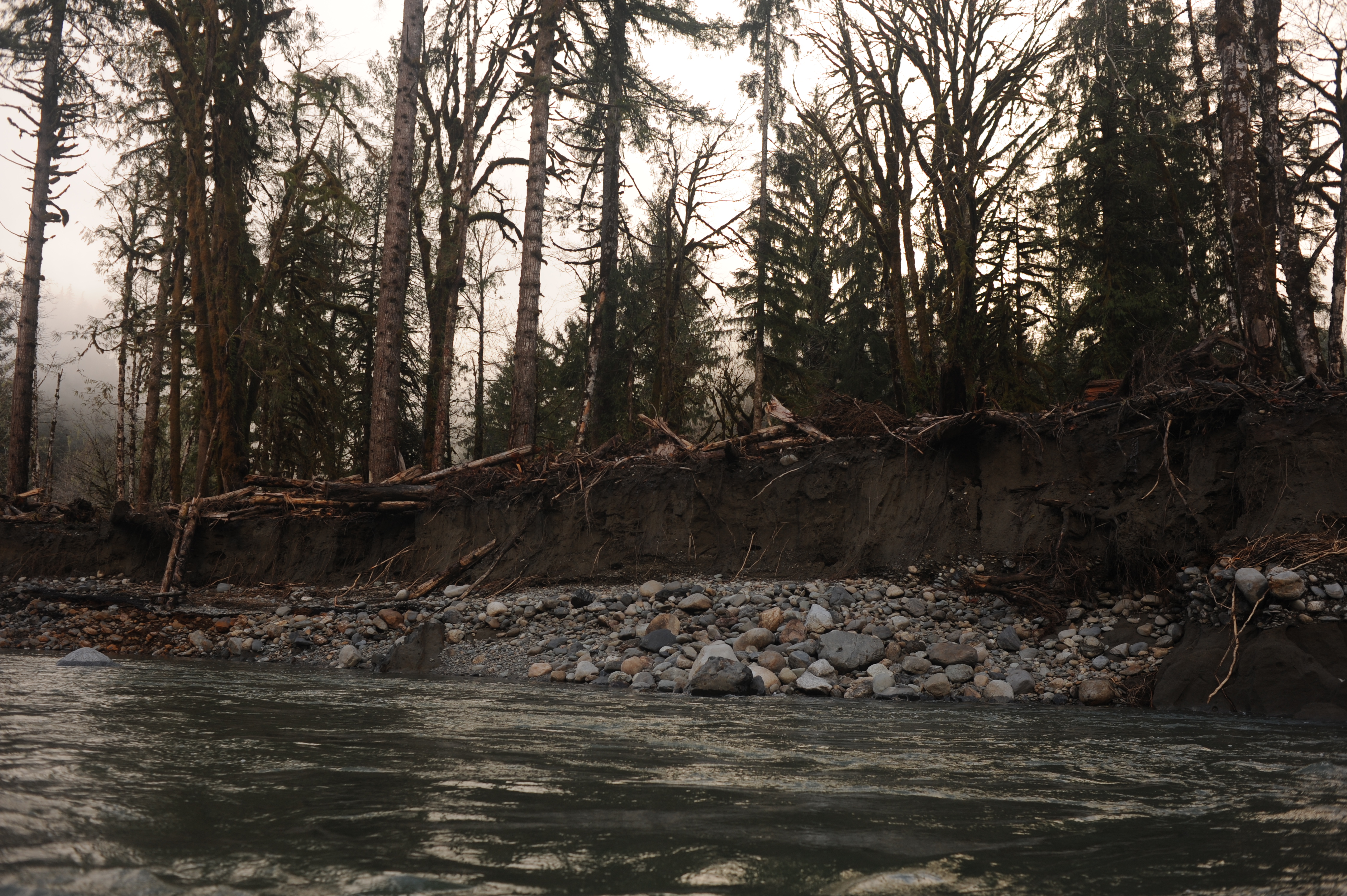Engineered Log Structures at Gold Basin