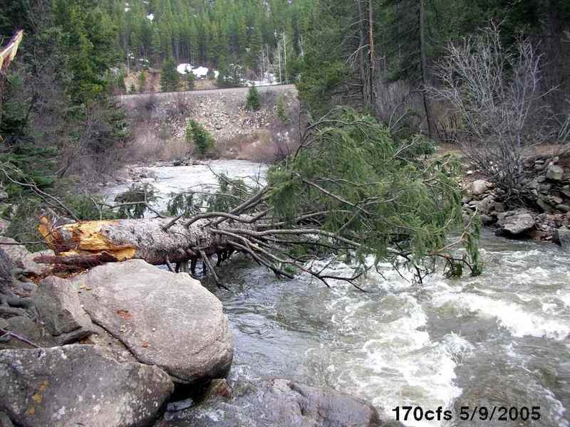 Mature Fir hazard - new