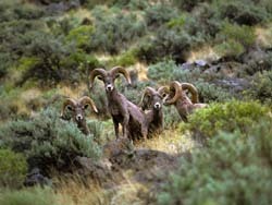 Bighorn Sheep