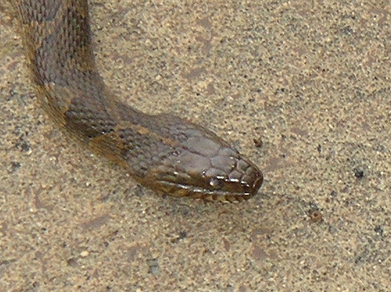 Snake