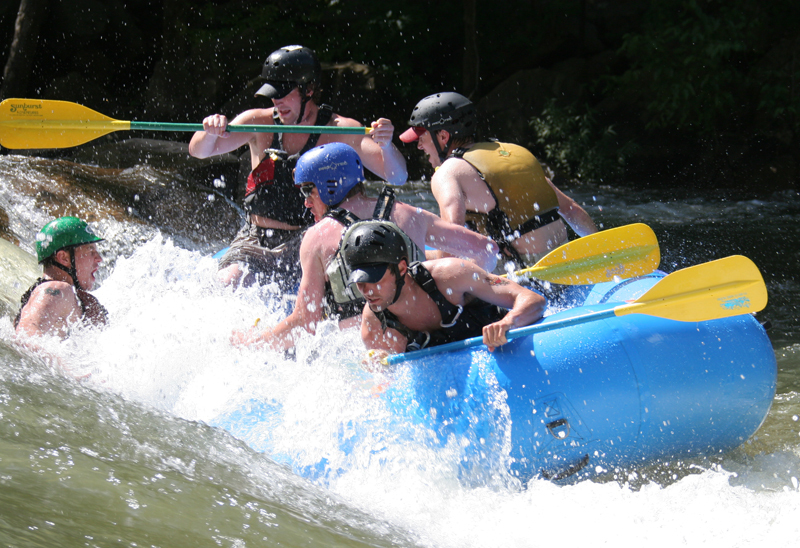 Surfing Flipper