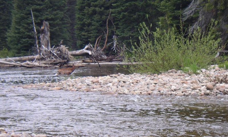 Wildlife on the Brushy Fk