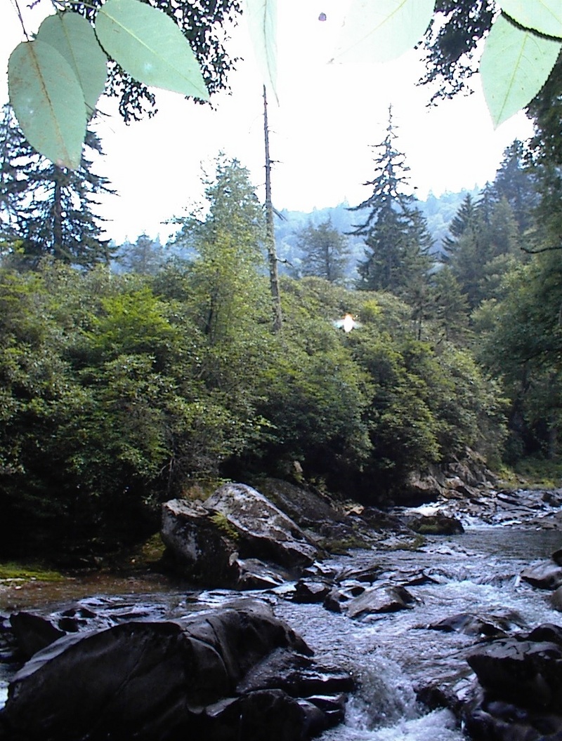ancient forest