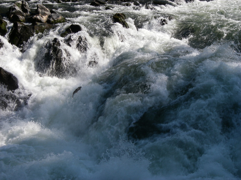 Rainie Falls, salmon leaping
