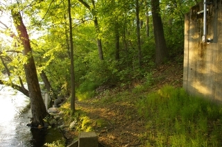 Gage hiding under trees