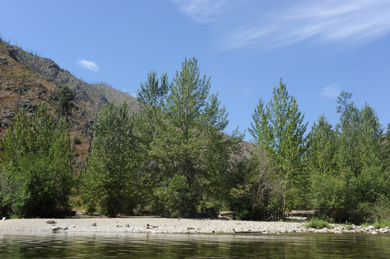 Pistol Creek Camp (RL)