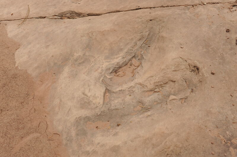 Allosaurus Footprint