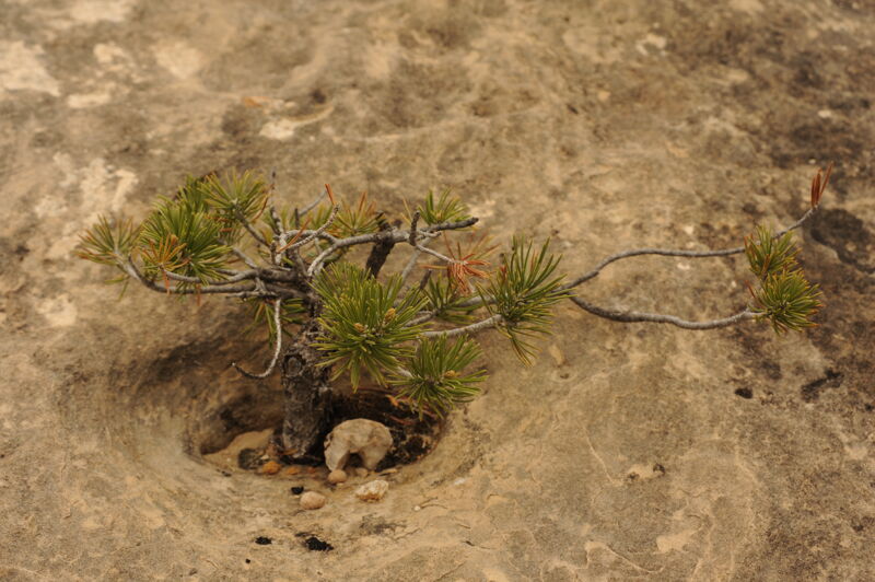 A Small Tree