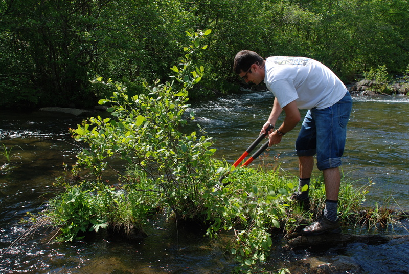 Cheoah Tree Removal