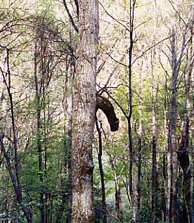 (RM) Georgia Soft Wood