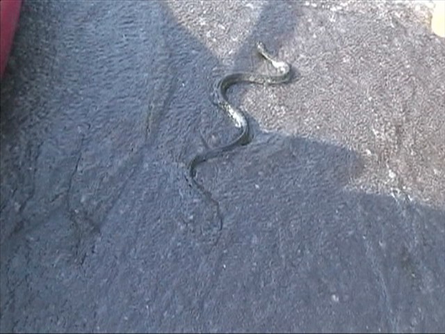 Sneaky snake at the put in