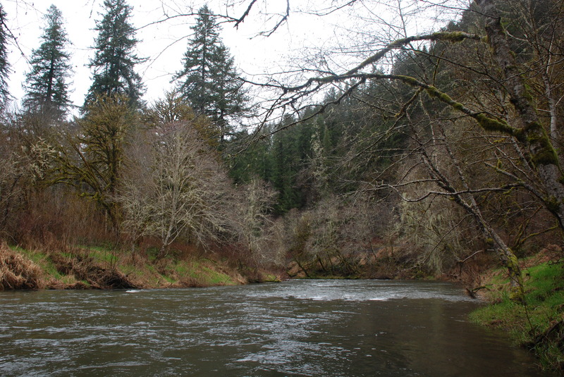 Alsea