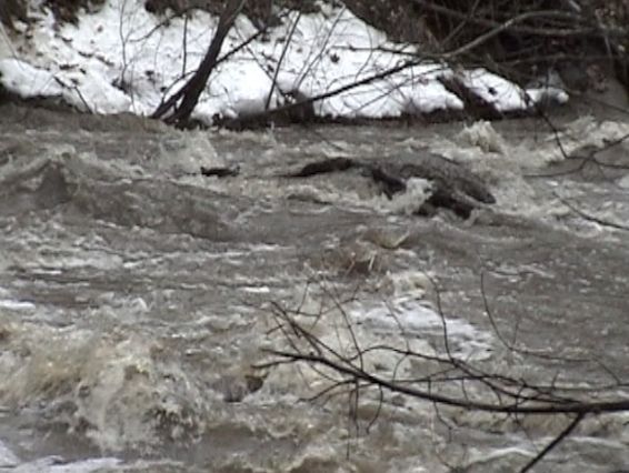 Typical debris in rapids