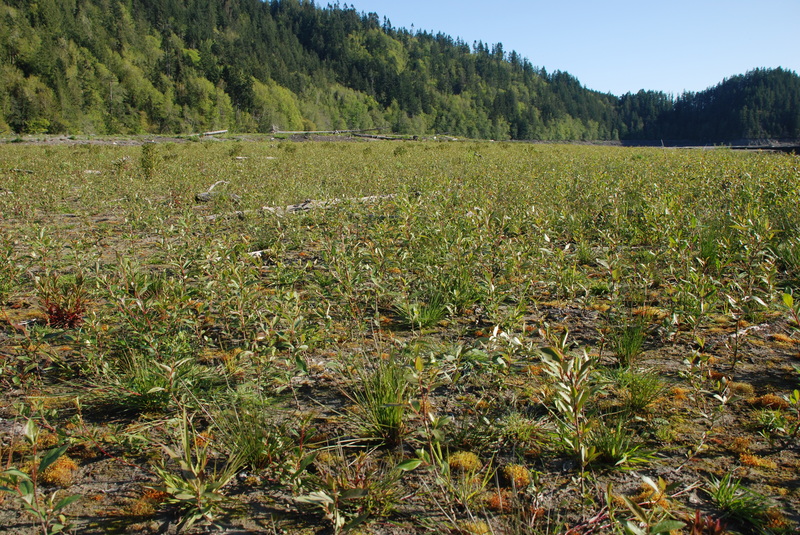 Field of Willows