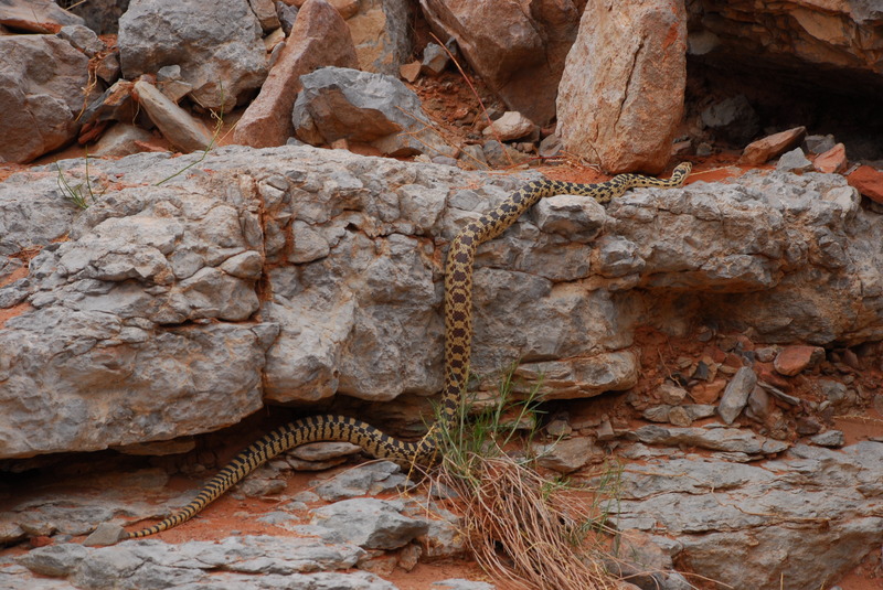 King Snake