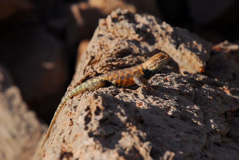 Collared Lizard