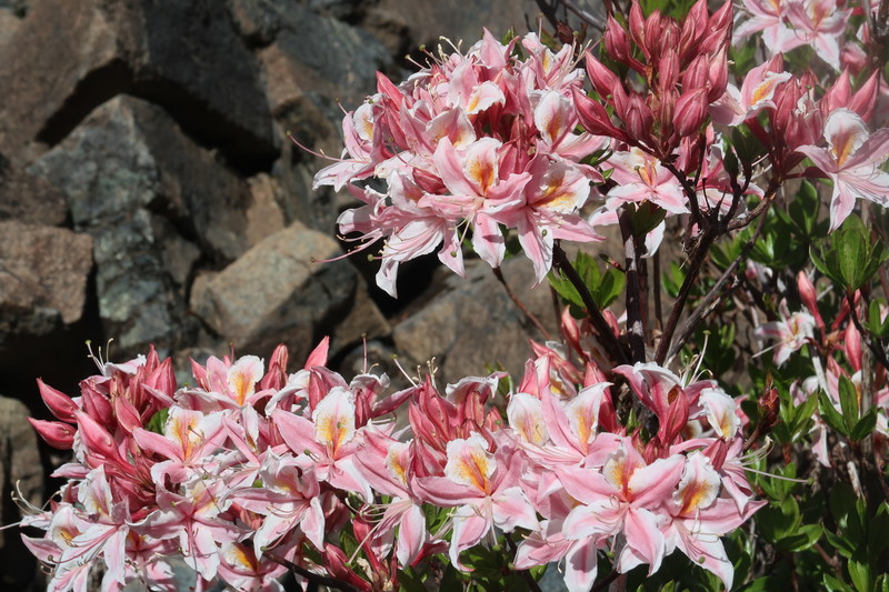 Azaela in Bloom
