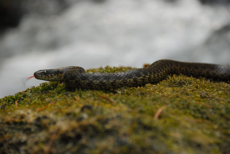 Snake at Jenny Creek