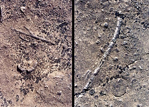 (RM) Rock Island Fossils