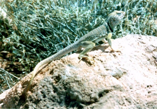 Grand Canyon Denizen