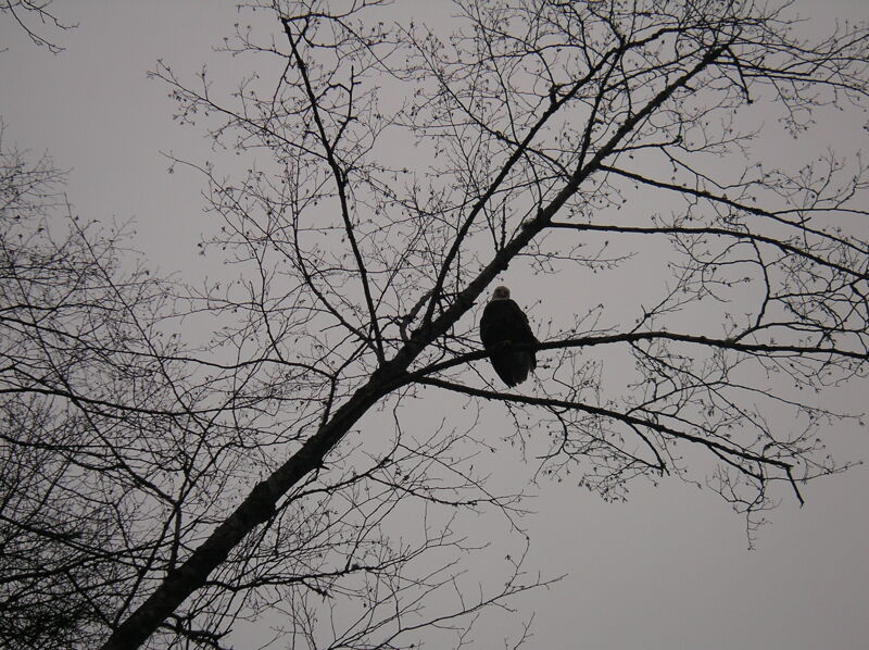 Eagle on the Skagit