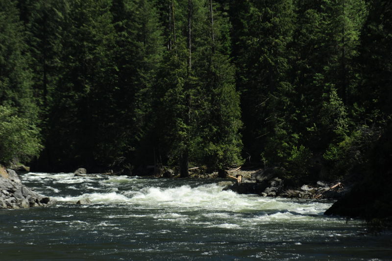 Termination Rapid