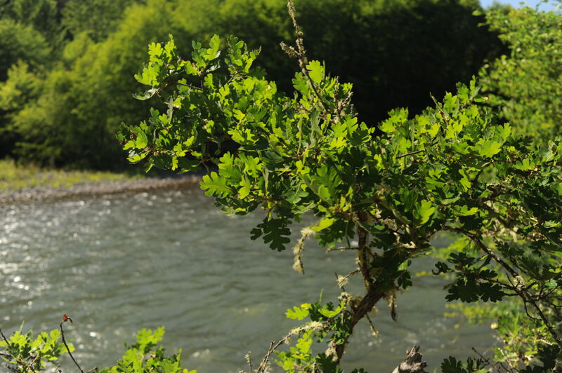 Garry Oak on the Klickitat