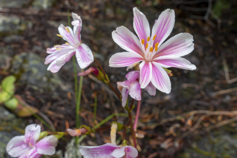 Lewisia