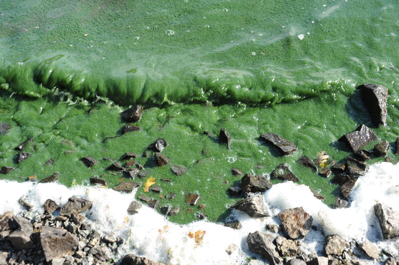 Algae at Copco Cove