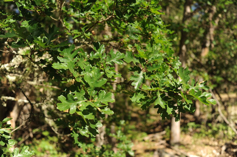 Garry Oak on the Klickitat