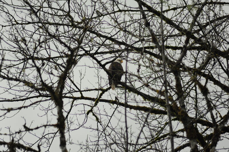 Eagle in Tree