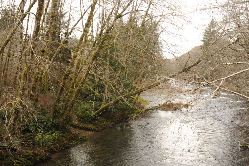 Calawah River Confluence Take-Out